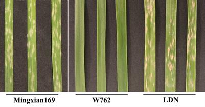 Bulked segregant RNA-seq reveals complex resistance expression profile to powdery mildew in wild emmer wheat W762